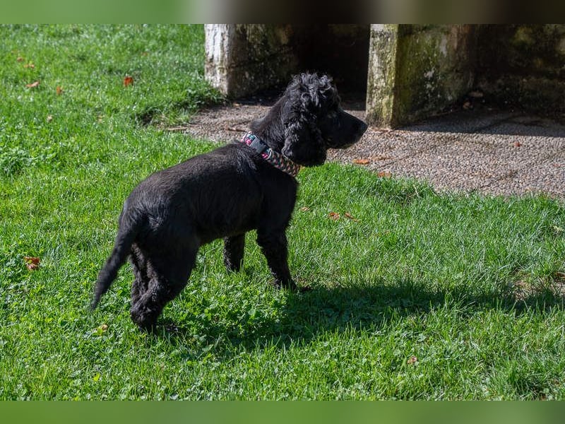 Hübscher ODIN-freundlicher,ruhiger,menschenbezogener liebenswerter Bub sucht noch einmal ein Zuhause