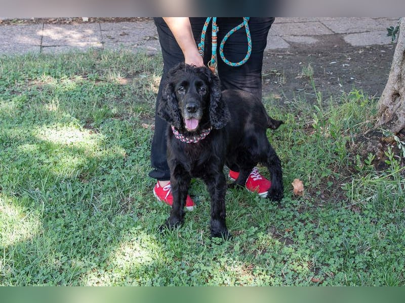 Hübscher ODIN-freundlicher,ruhiger,menschenbezogener liebenswerter Bub sucht noch einmal ein Zuhause