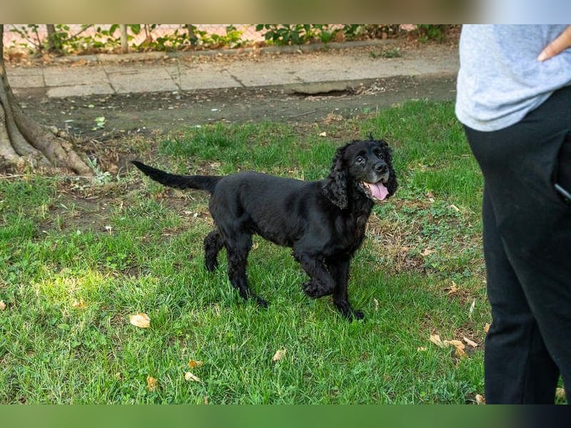 Hübscher ODIN-freundlicher,ruhiger,menschenbezogener liebenswerter Bub sucht noch einmal ein Zuhause