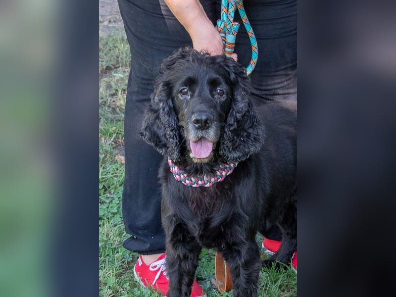 Hübscher ODIN-freundlicher,ruhiger,menschenbezogener liebenswerter Bub sucht noch einmal ein Zuhause