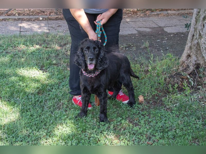 Hübscher ODIN-freundlicher,ruhiger,menschenbezogener liebenswerter Bub sucht noch einmal ein Zuhause