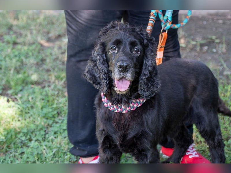 Hübscher ODIN-freundlicher,ruhiger,menschenbezogener liebenswerter Bub sucht noch einmal ein Zuhause