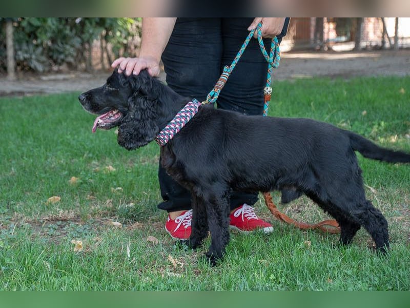 Hübscher ODIN-freundlicher,ruhiger,menschenbezogener liebenswerter Bub sucht noch einmal ein Zuhause