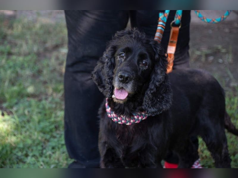 Hübscher ODIN-freundlicher,ruhiger,menschenbezogener liebenswerter Bub sucht noch einmal ein Zuhause
