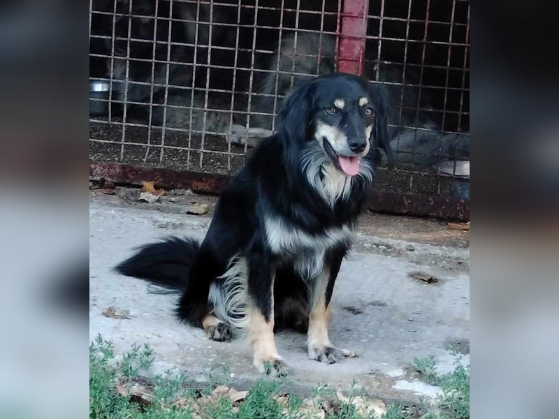 MARCUS ca. 7 J. schüchterner Spanielmix-Rüde sucht ...