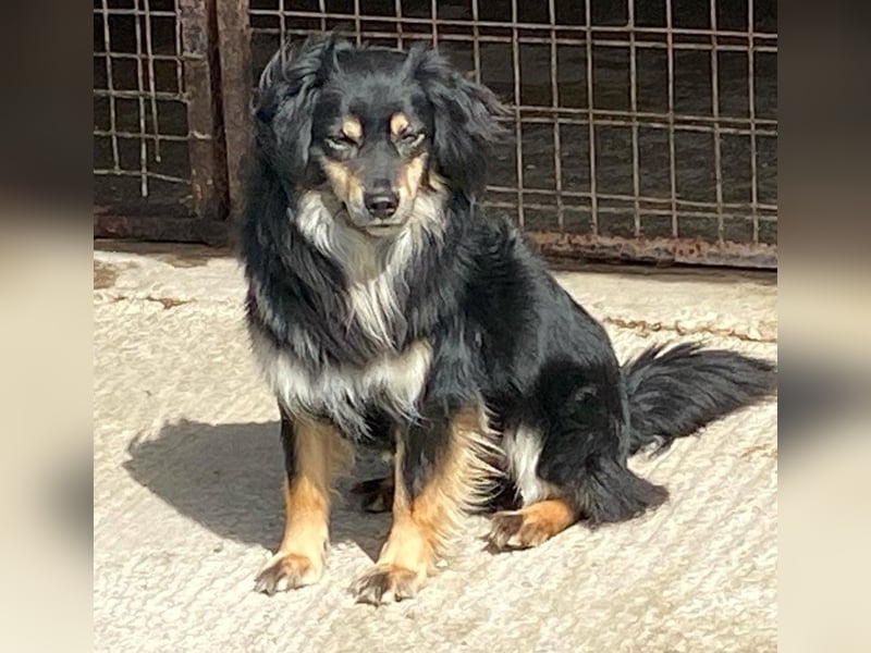MARCUS ca. 7 J. schüchterner Spanielmix-Rüde sucht ...