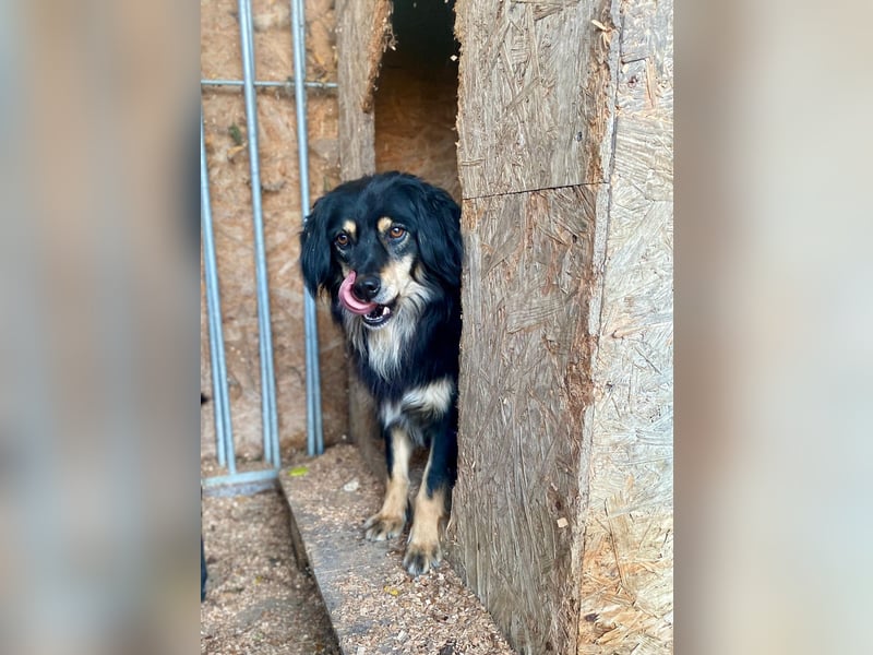 MARCUS ca. 7 J. schüchterner Spanielmix-Rüde sucht ...