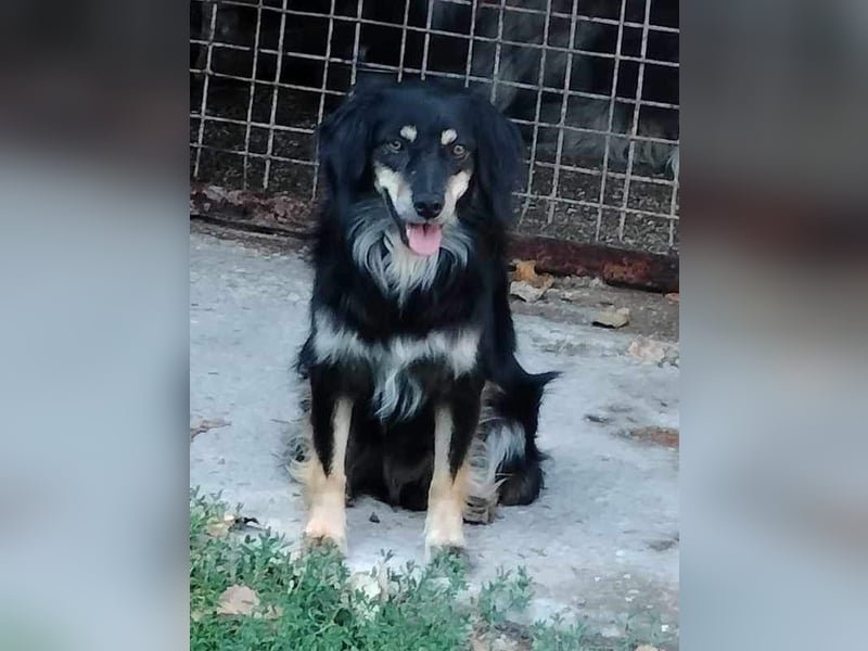 MARCUS ca. 7 J. schüchterner Spanielmix-Rüde sucht ...