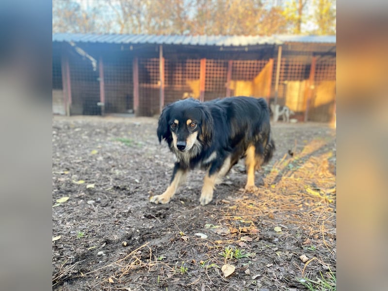 MARCUS ca. 7 J. schüchterner Spanielmix-Rüde sucht ...