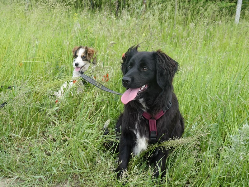 Marley wünscht sich eine Familie
