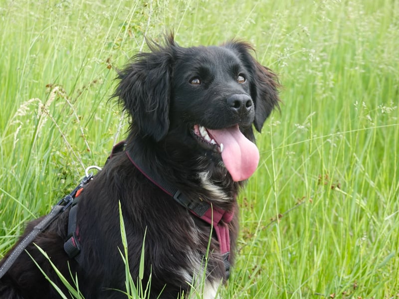 Marley wünscht sich eine Familie