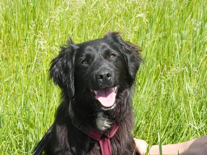 Marley wünscht sich eine Familie