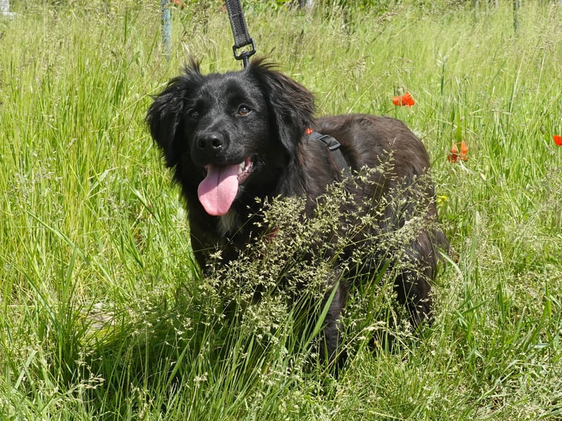 Marley wünscht sich eine Familie