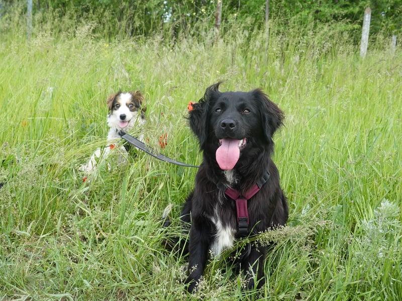 Marley wünscht sich eine Familie