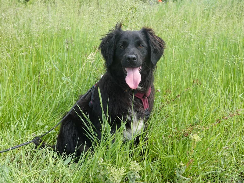 Marley wünscht sich eine Familie