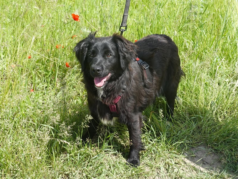 Marley wünscht sich eine Familie