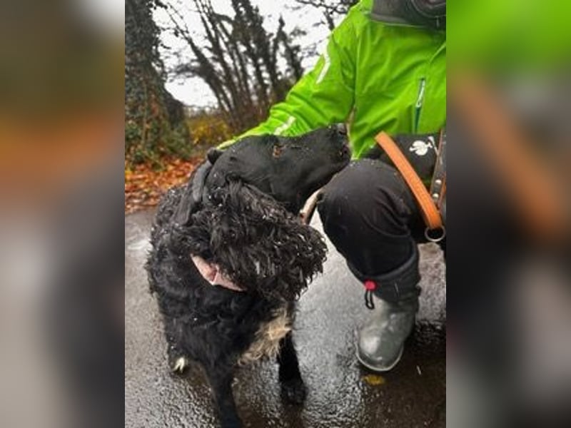 Lady ist ein liebes Hundemädchen und bereit für das Leben