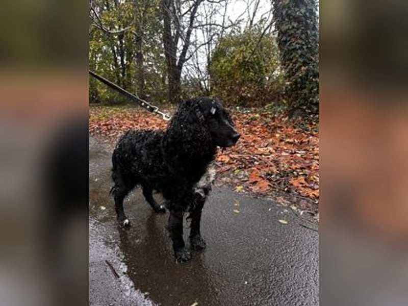 Lady ist ein liebes Hundemädchen und bereit für das Leben