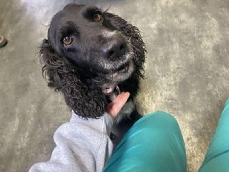 Lady ist ein liebes Hundemädchen und bereit für das Leben