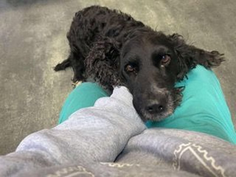 Lady ist ein liebes Hundemädchen und bereit für das Leben