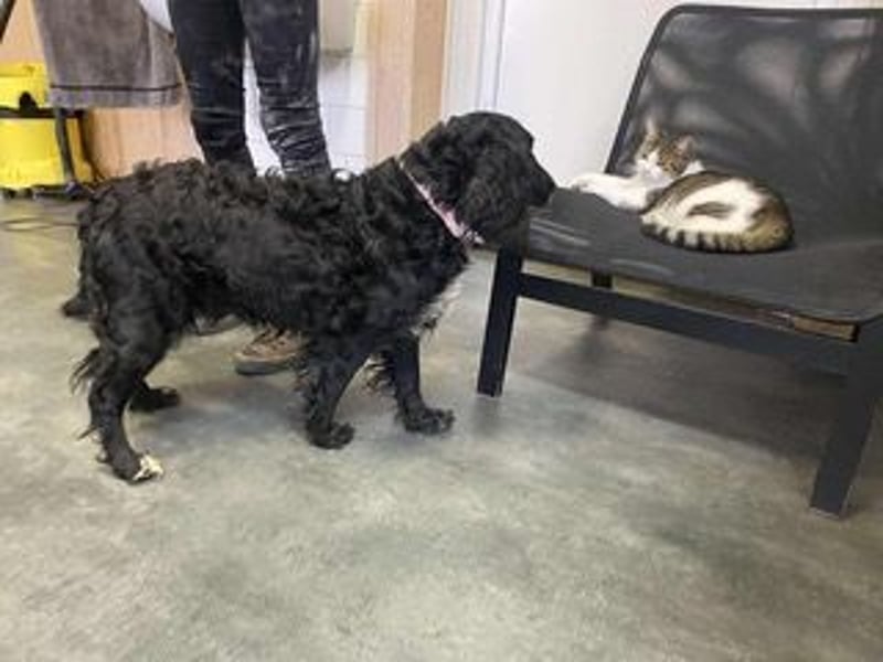 Lady ist ein liebes Hundemädchen und bereit für das Leben