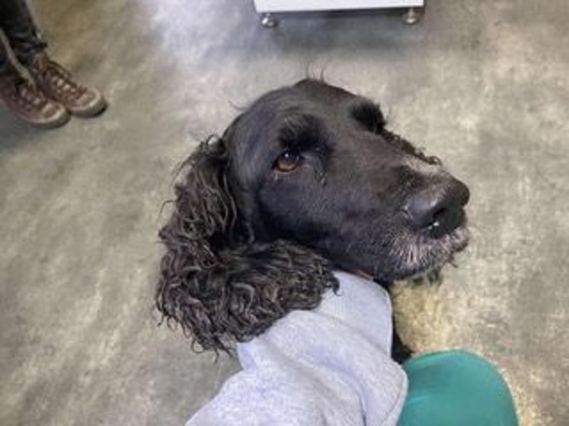 Lady ist ein liebes Hundemädchen und bereit für das Leben