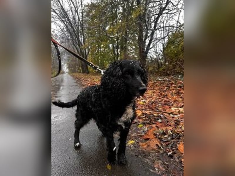 Lady ist ein liebes Hundemädchen und bereit für das Leben