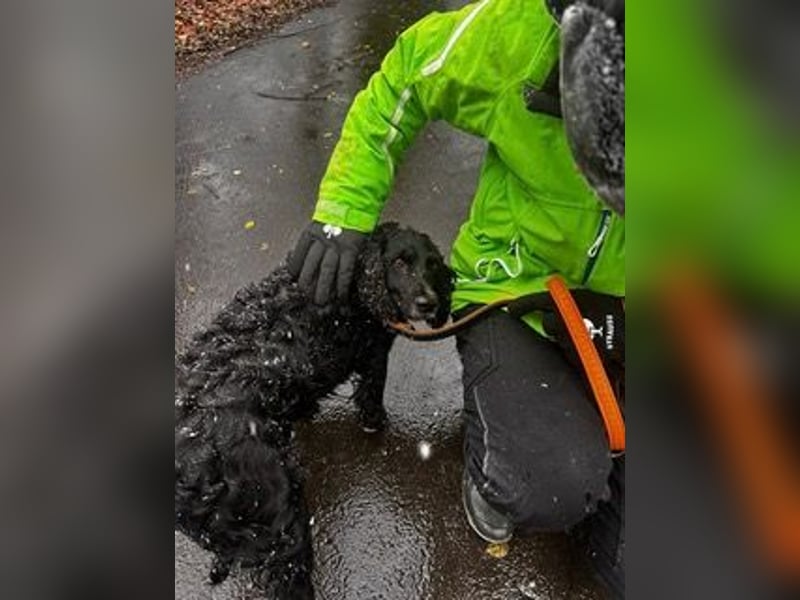 Lady ist ein liebes Hundemädchen und bereit für das Leben