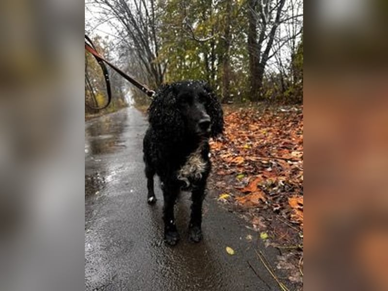 Lady ist ein liebes Hundemädchen und bereit für das Leben