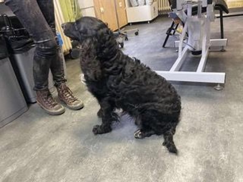 Lady ist ein liebes Hundemädchen und bereit für das Leben