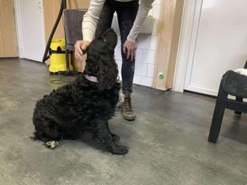 Lady ist ein liebes Hundemädchen und bereit für das Leben