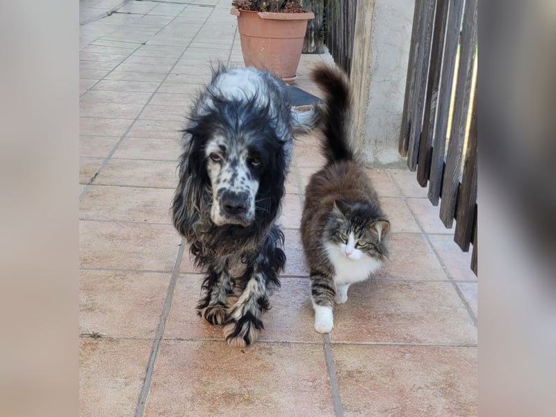 SILA - liebt Katzen sehr