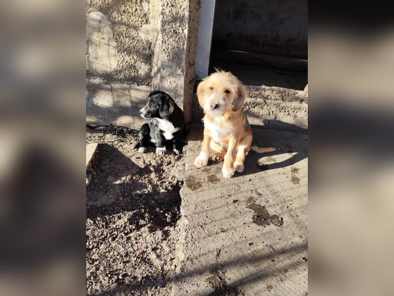 CINI ist eine von sechs bezaubernden Cockermix-Welpen.