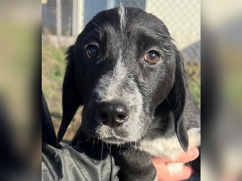 COLIN ist einer von sechs bezaubernden Cockermix-Welpen.