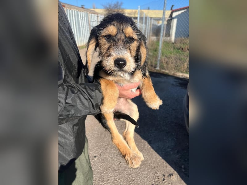 Cookie ist eine von sechs bezaubernden Cockermix-Welpen.