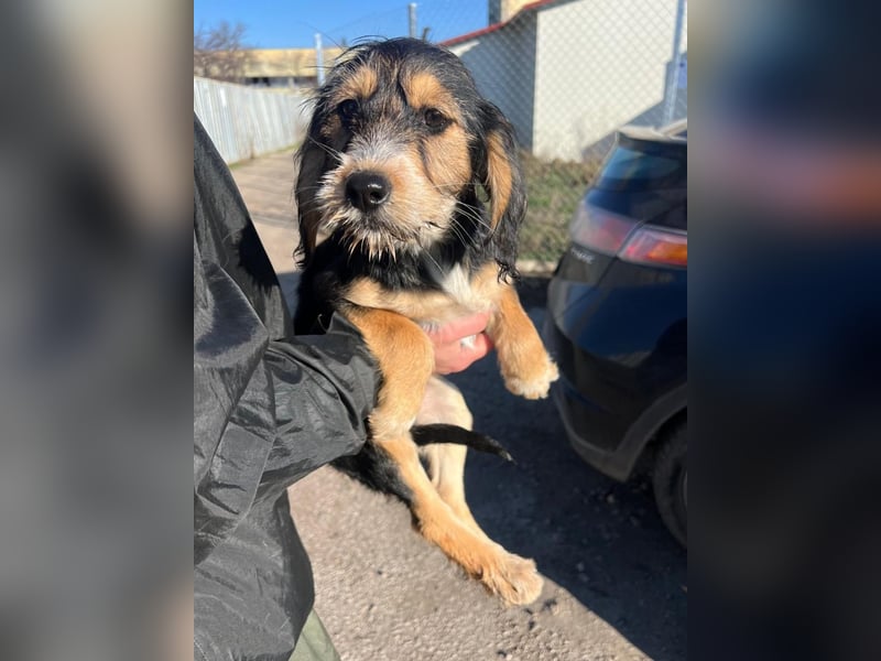 Cookie ist eine von sechs bezaubernden Cockermix-Welpen.