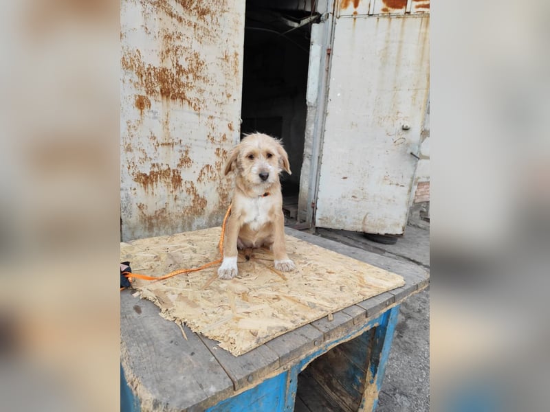 CINI ist eine von sechs bezaubernden Cockermix-Welpen.