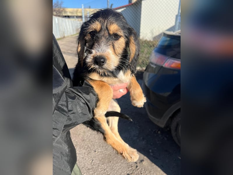 Cookie ist eine von sechs bezaubernden Cockermix-Welpen.