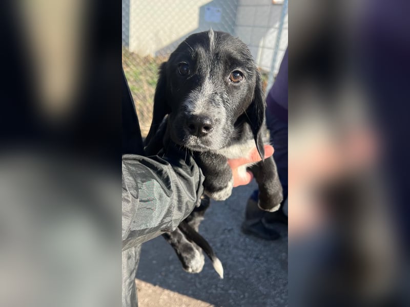 COLIN ist einer von sechs bezaubernden Cockermix-Welpen.