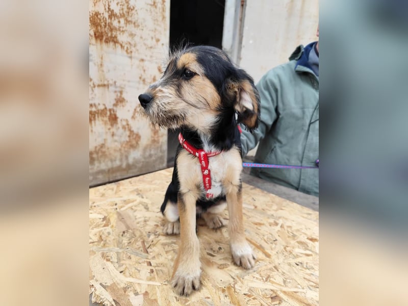 Cookie ist eine von sechs bezaubernden Cockermix-Welpen.