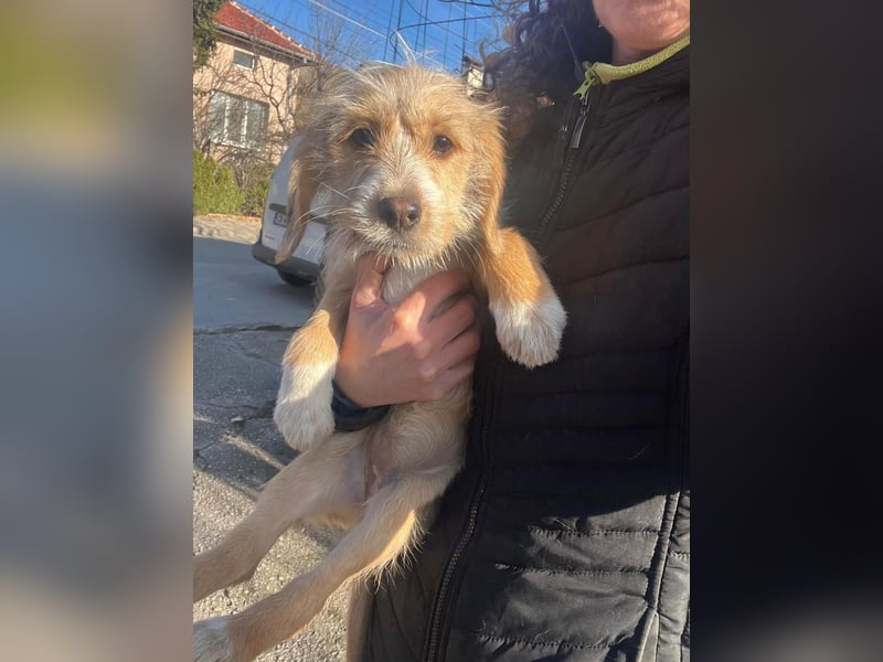 CINI ist eine von sechs bezaubernden Cockermix-Welpen.