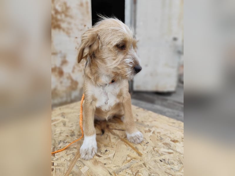 CINI ist eine von sechs bezaubernden Cockermix-Welpen.