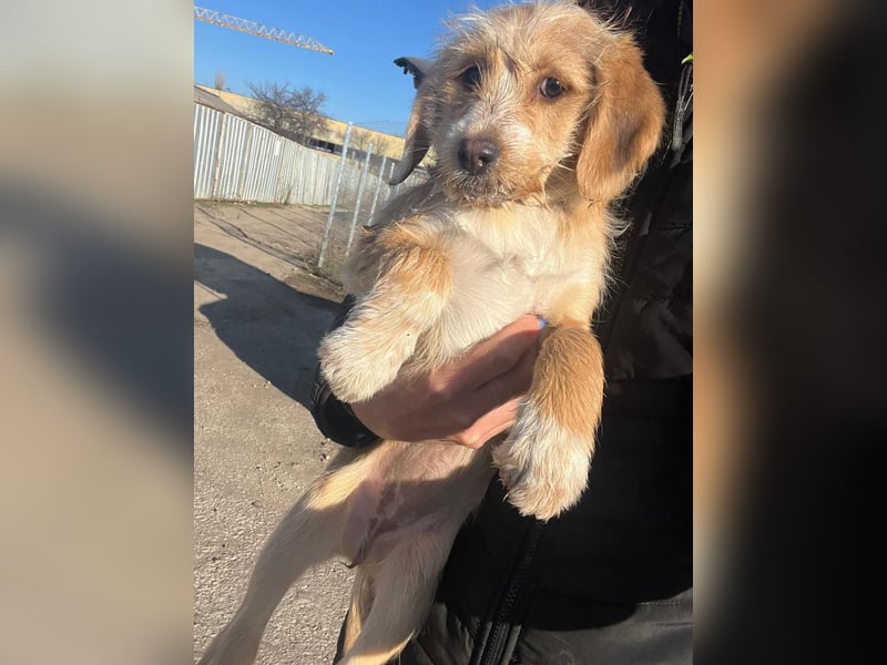 CINI ist eine von sechs bezaubernden Cockermix-Welpen.