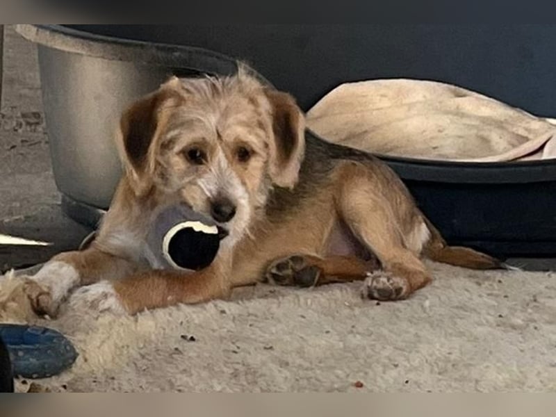 CINI ist eine von sechs bezaubernden Cockermix-Welpen.