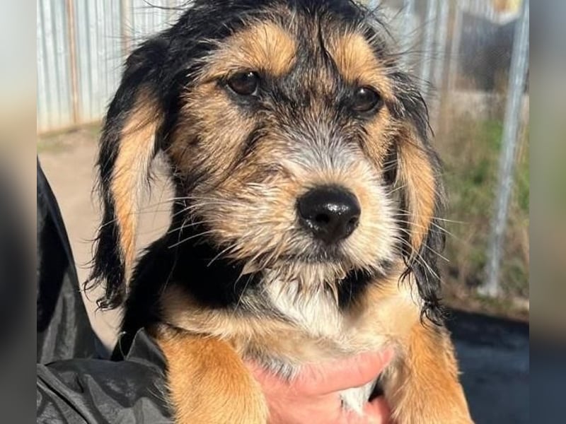 Cookie ist eine von sechs bezaubernden Cockermix-Welpen.