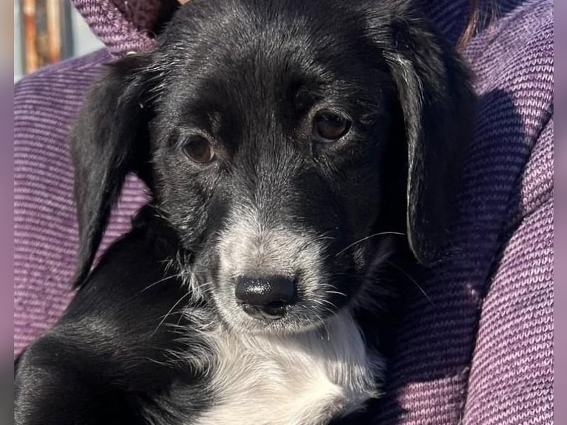 COSMA ist eine von sechs bezaubernden Cockermix-Welpen.