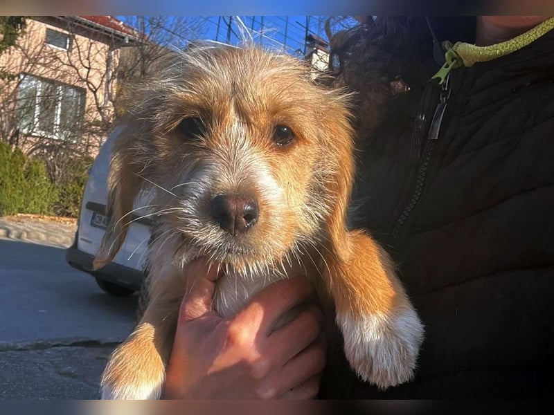 CINI ist eine von sechs bezaubernden Cockermix-Welpen.