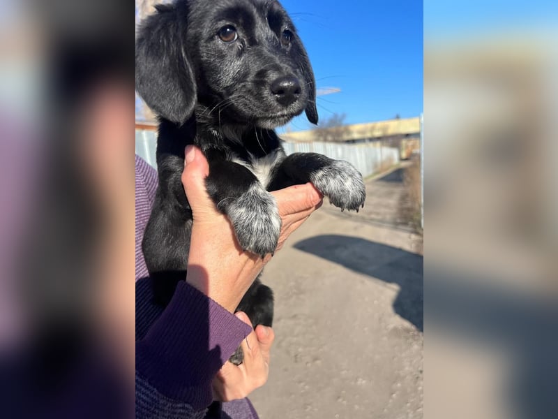 COCO  ist eine von sechs bezaubernden Cockermix-Welpen.