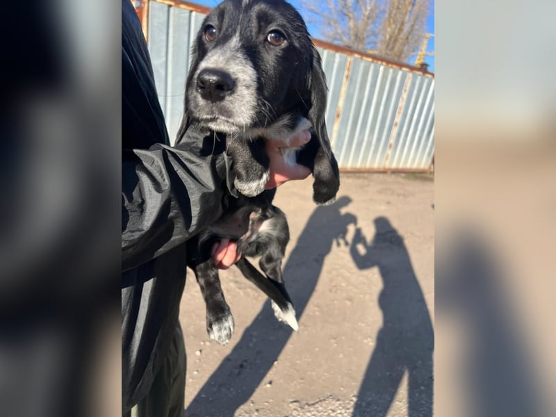 COLIN ist einer von sechs bezaubernden Cockermix-Welpen.