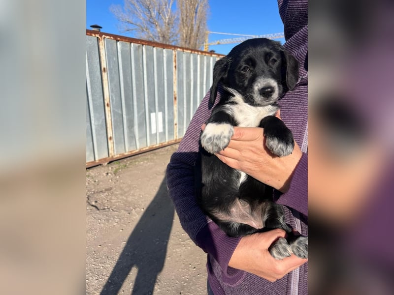 COSMA ist eine von sechs bezaubernden Cockermix-Welpen.